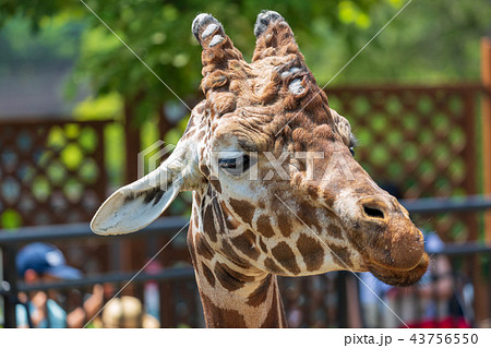 旭山動物園 キリンの写真素材