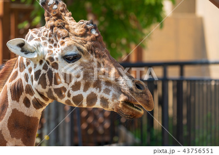 旭山動物園 キリン 旭山動物園 キリン 43756551
