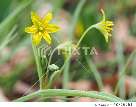 キバナノアマナ キバナノアマナ 43756561