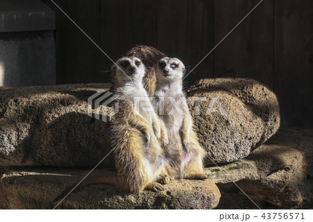 ポーズをとるミーアキャット 43756571