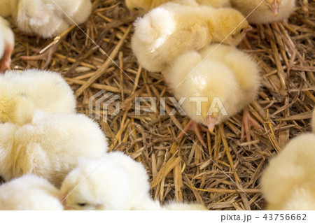 Chickens on the hay. farm and agriculture 43756662
