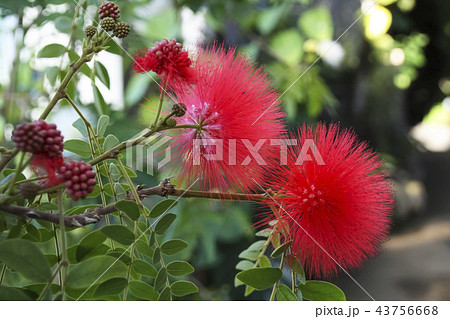 レフアの花の写真素材