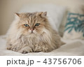 ペルシャ猫 43756706