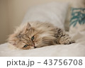 ペルシャ猫 43756708