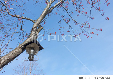 秋田県乳頭温泉郷最奥の黒湯温泉ブナ林に囲まれた静寂の源泉地帯山の湯渓流のせせらぎがこだまランプの宿 43756788