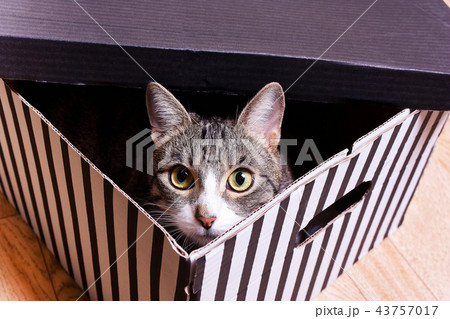 Funny kitten sits in a  striped box 43757017