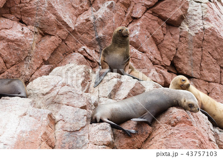 Ballestas Islands, Perù Ballestas Islands, Perù 43757103