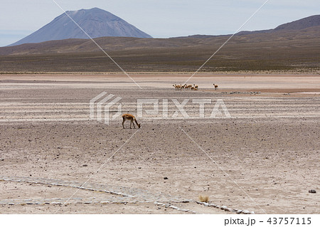 lama Vikunja (Vicugna vicugna) lama Vikunja (Vicugna vicugna) 43757115