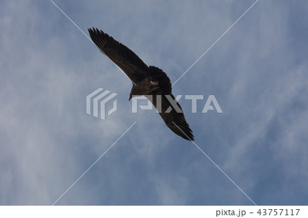 Condor flying in Peru Condor flying in Peru 43757117