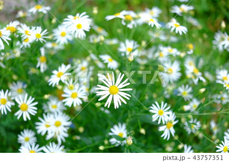 秋の野花 秋の野花 43757351