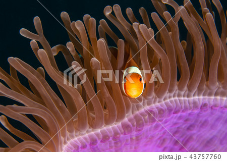 The clown anemone fish 43757760