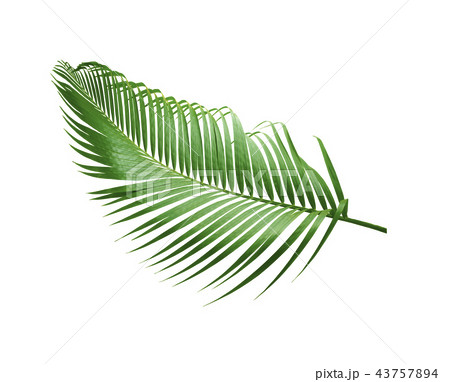 green palm leaf tree isolated on white background green palm leaf tree isolated on white background 43757894