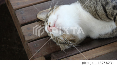 Young spotted cat sleeping Young spotted cat sleeping 43758231