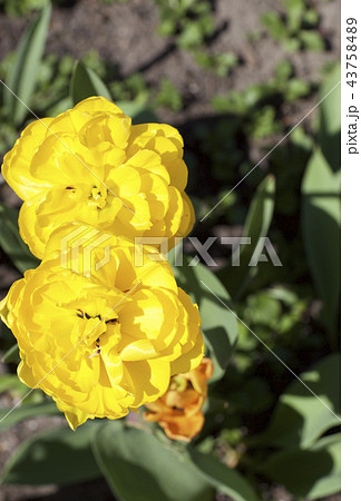 Yellow flowers in bloom Yellow flowers in bloom 43758489