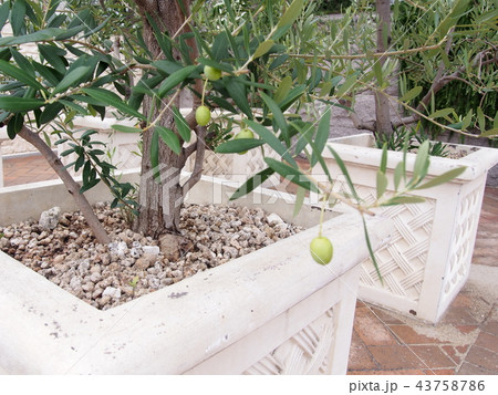 Olive　Evergreen　Tree　オリーブの木 43758786
