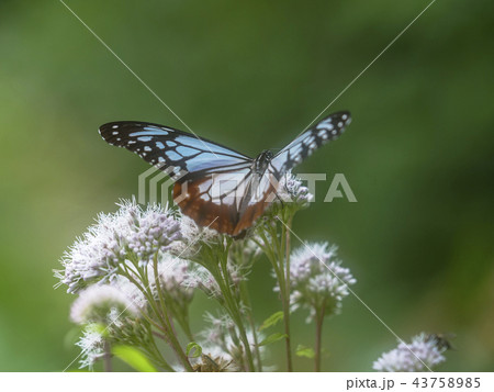 フジバカマの吸蜜をするアサギマダラ 43758985