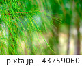 pine leaf tree branch background 43759060