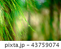 pine leaf tree branch background 43759074