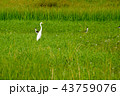 white bird Great Egret Ciconiiformes  43759076