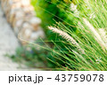 Grass Meadow and seed flower Close-Up 43759078