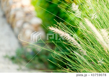 Grass Meadow and seed flower Close-Up Grass Meadow and seed flower Close-Up 43759078