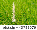 Grass Meadow and seed flower Close-Up 43759079