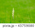 Grass Meadow and seed flower Close-Up 43759080