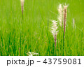 Grass Meadow and seed flower Close-Up 43759081
