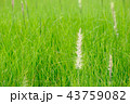 Grass Meadow and seed flower Close-Up 43759082