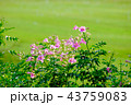 pink flower with green background 43759083