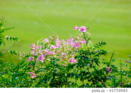pink flower with green background 43759083