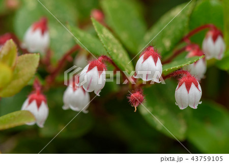 アカモノ 43759105