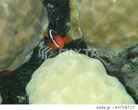 パラオ PALAU カクレクマノミ 海  43759717