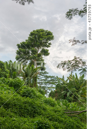 View of a dense tropical forest. View of a dense tropical forest. 43759793