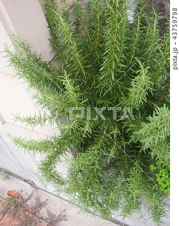 ローズマリー　Rosemary 43759798