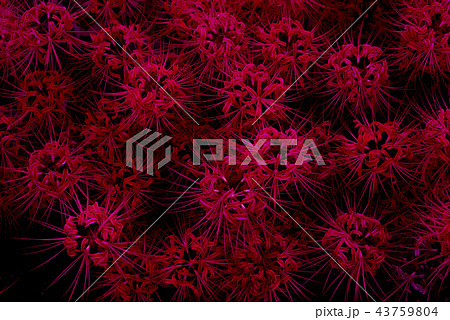 彼岸花　ごんぎつねの里 43759804