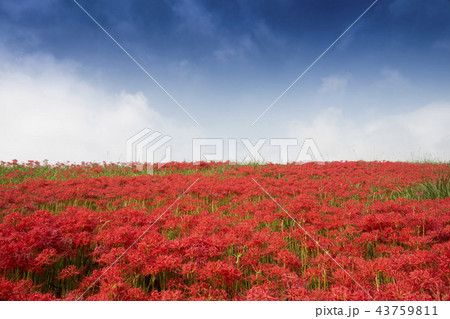 彼岸花 ごんぎつねの里 彼岸花 ごんぎつねの里 43759811