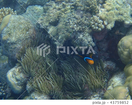 カクレクマノミ 熱帯魚 パラオ 海 熱帯魚 珊瑚礁 サンゴ礁 43759852