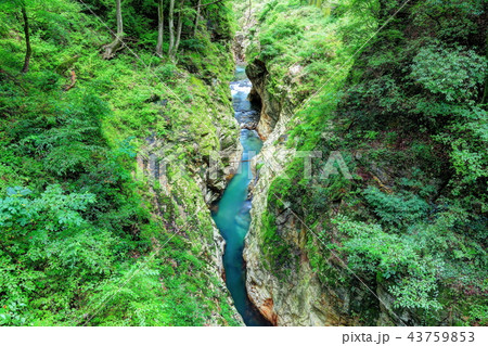 蝉の渓谷 43759853