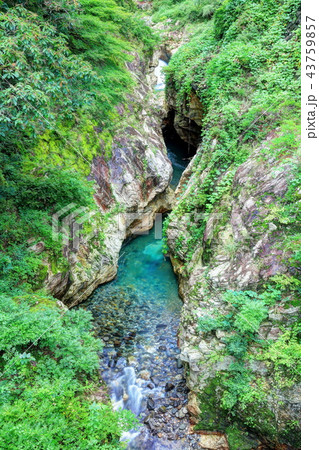蝉の渓谷 43759857