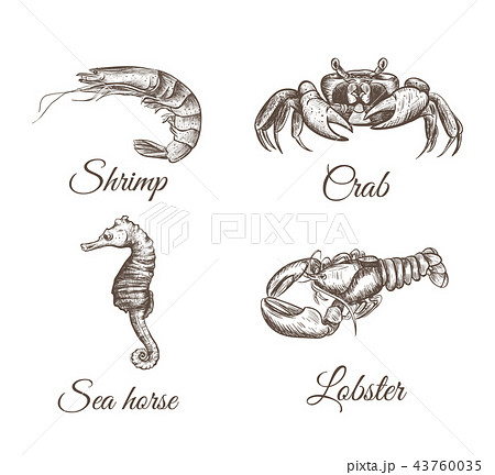 Shrimp, lobster, crab, sea horse sketch  43760035