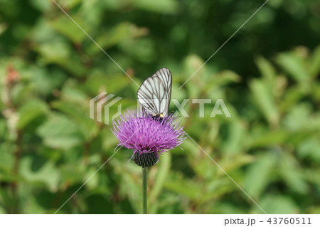 アザミの蜜を吸うミヤマシロチョウ 43760511