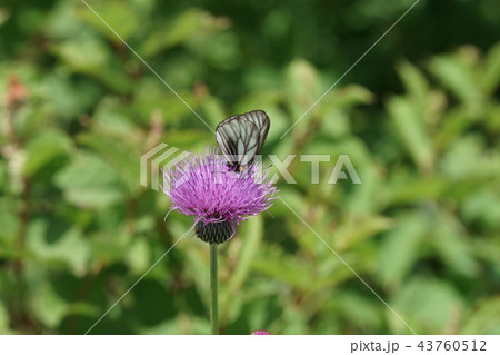 アザミの蜜を吸うミヤマシロチョウ 43760512