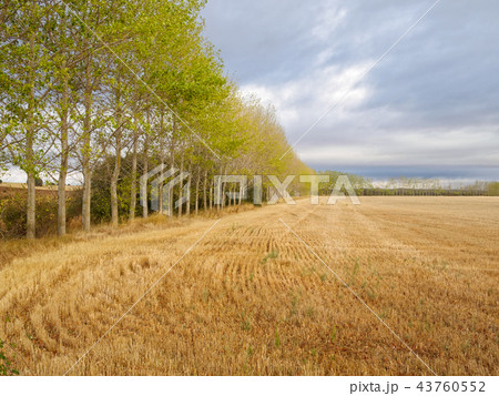 After harvest - Calzada Romana After harvest - Calzada Romana 43760552