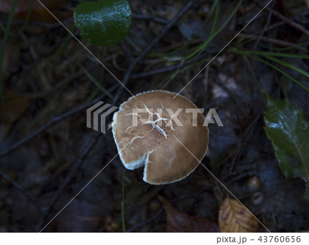 報恩郡 忠清北道 国立公園 43760656