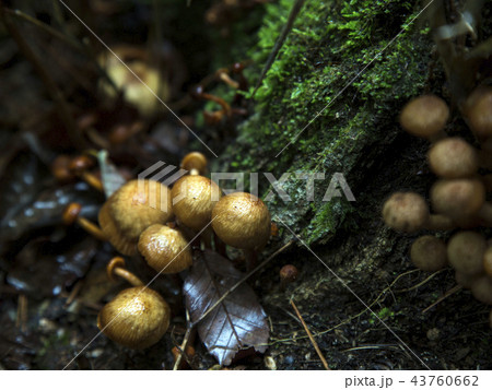報恩郡 忠清北道 国立公園 43760662