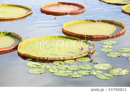 蓮 ガシヨン 戴冠式 43760821