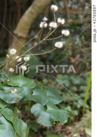 ツワブキの綿毛 43760897