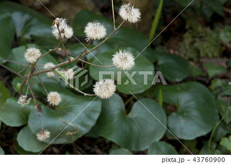 ツワブキの種子 43760900