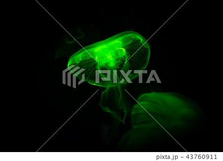 Low key jellyfish sea saltwater tank aquarium  43760911